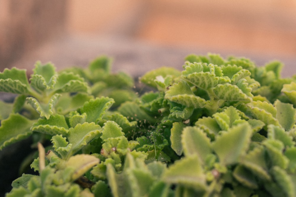 a close up of a bunch of green plants