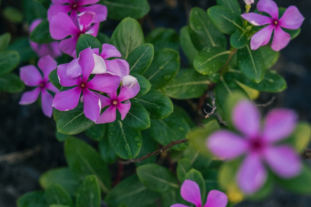 a group of purple flowers with green leaves