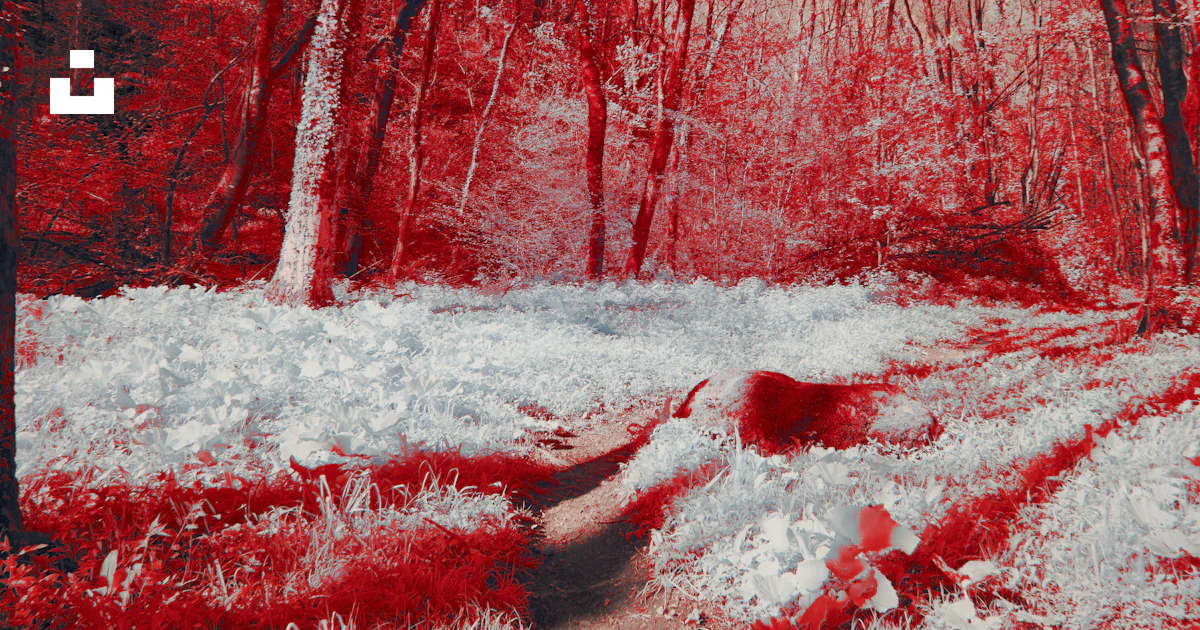 Path Red And Withe A red and white photo of a path in the woods photo – Free Autumn Image ...