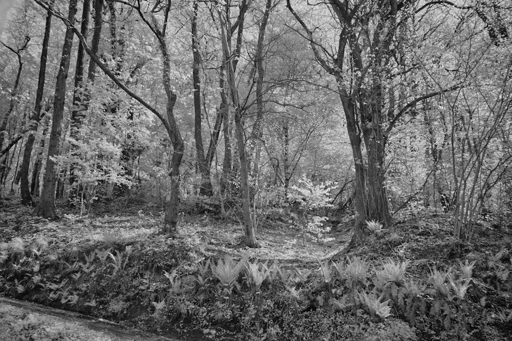 a black and white photo of a forest