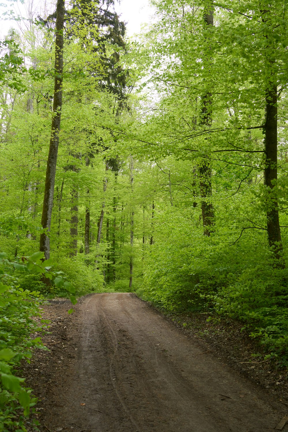 a dirt road in the middle of a forest