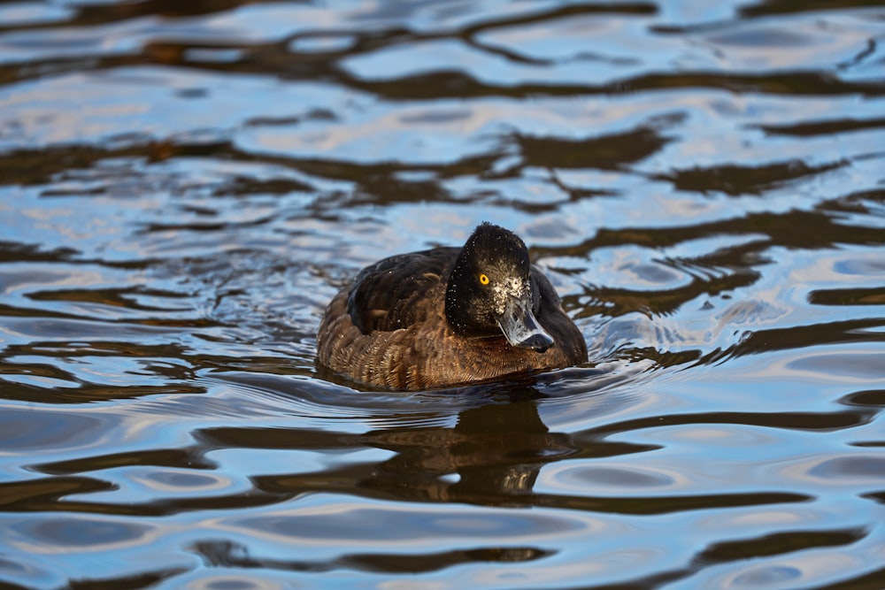 a duck floating on top of a body of water