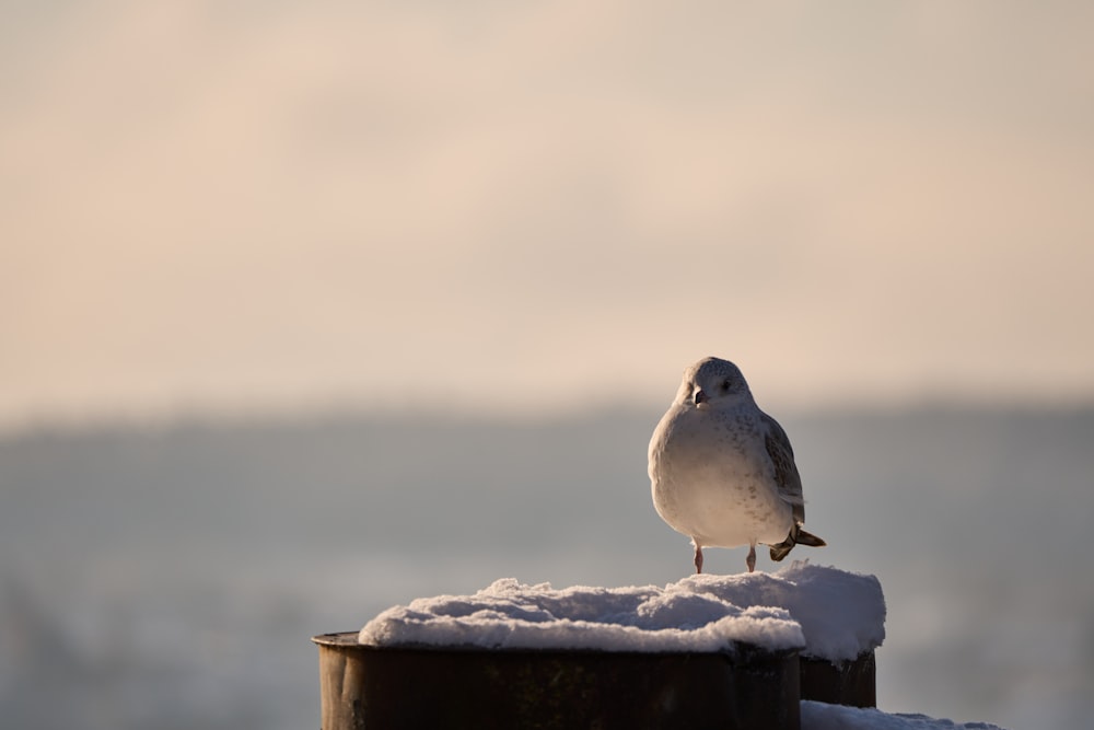 a seagull sitting on top of a pole covered in snow