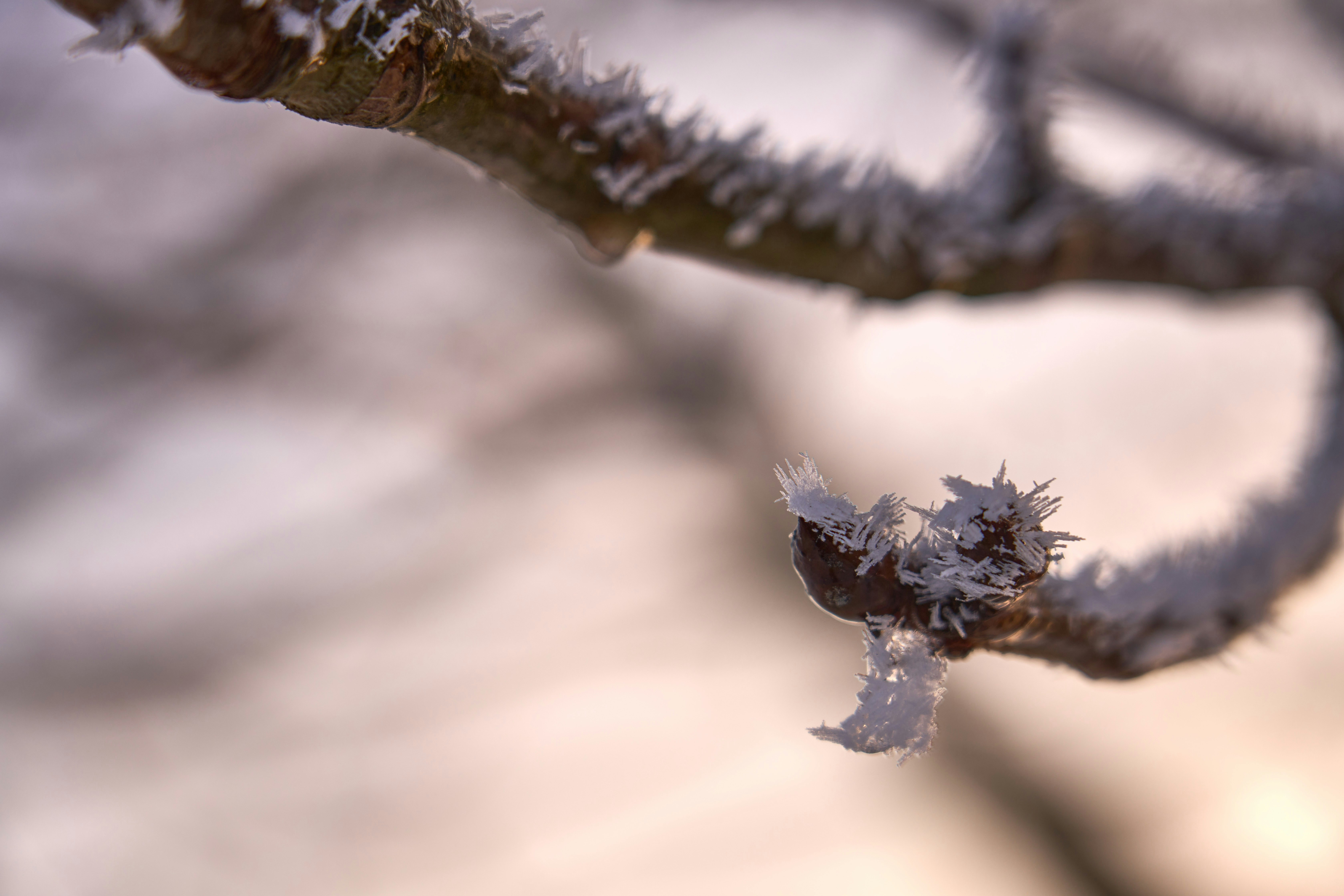 Photo by wolfgang_hasselmann