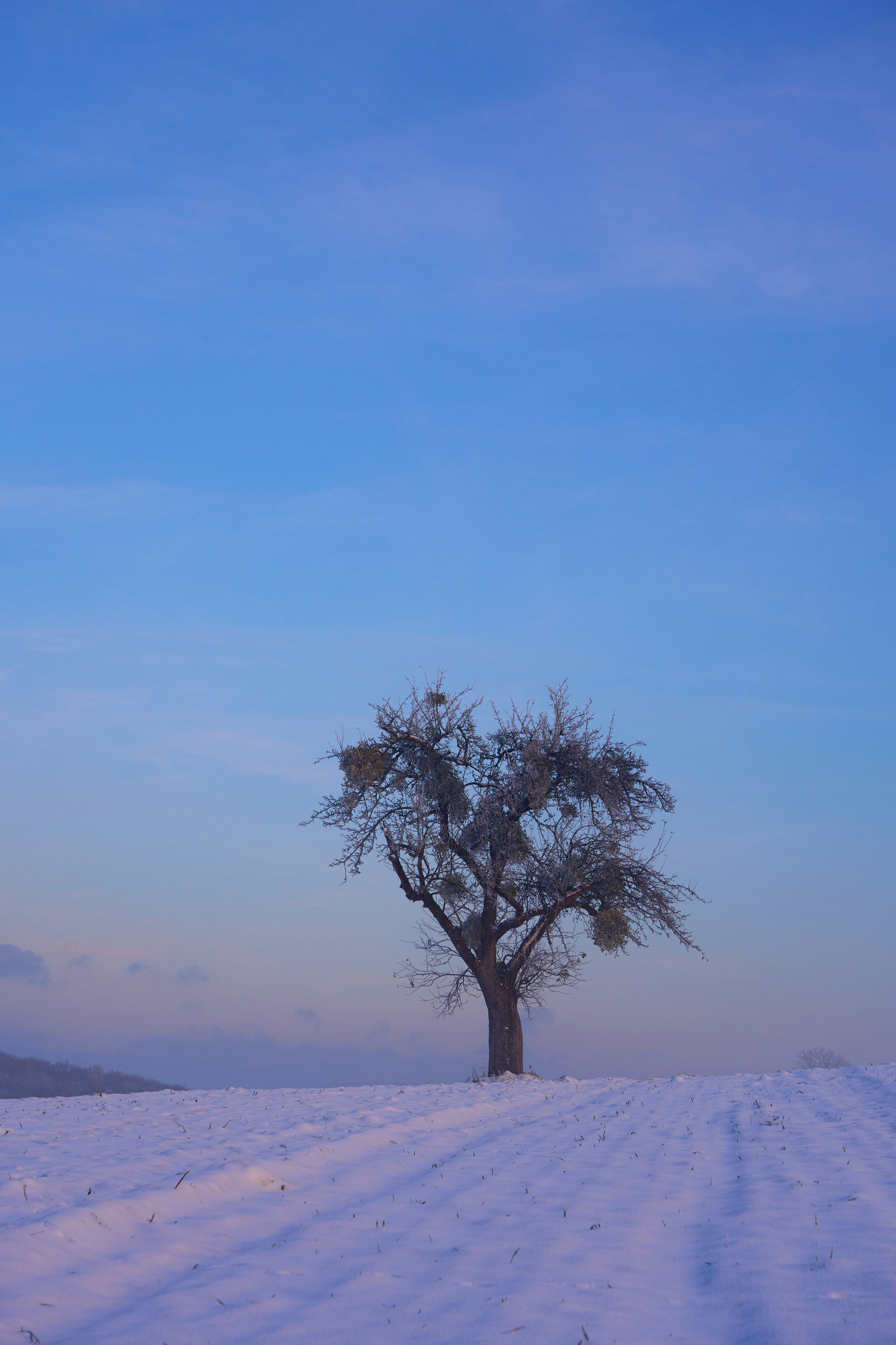 Photo by wolfgang_hasselmann