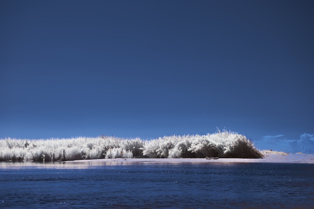 a body of water surrounded by snow covered trees