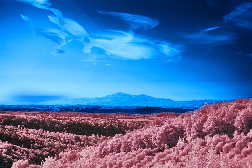 a blue sky and some pink trees and a mountain