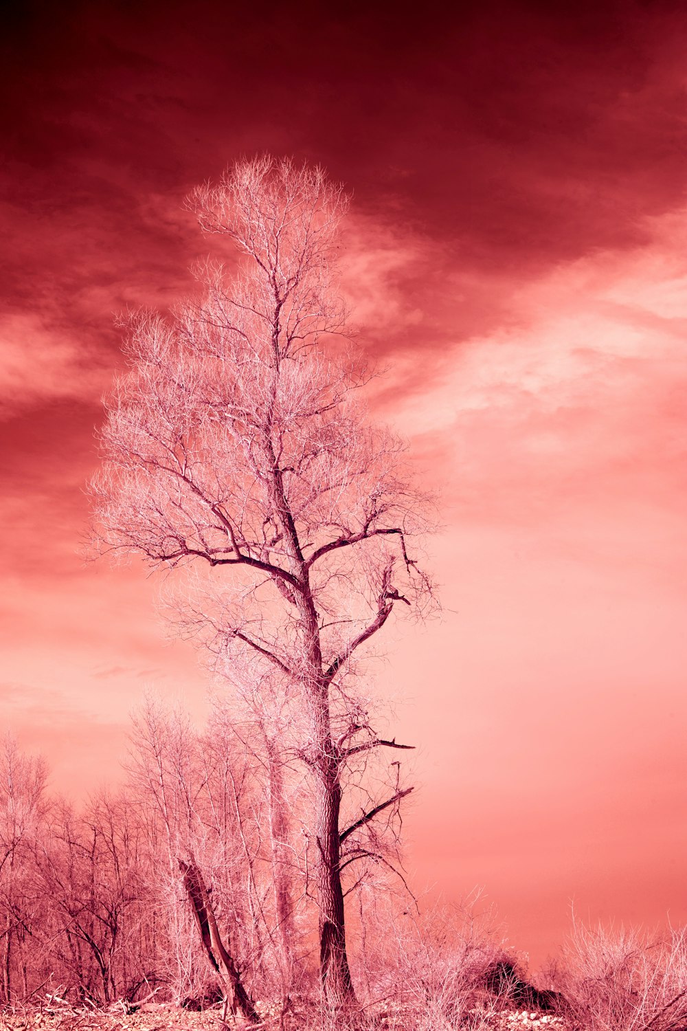 a lone tree stands alone in a barren field