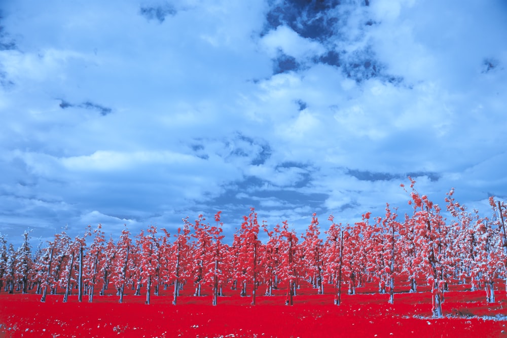 a red field with trees and clouds in the background
