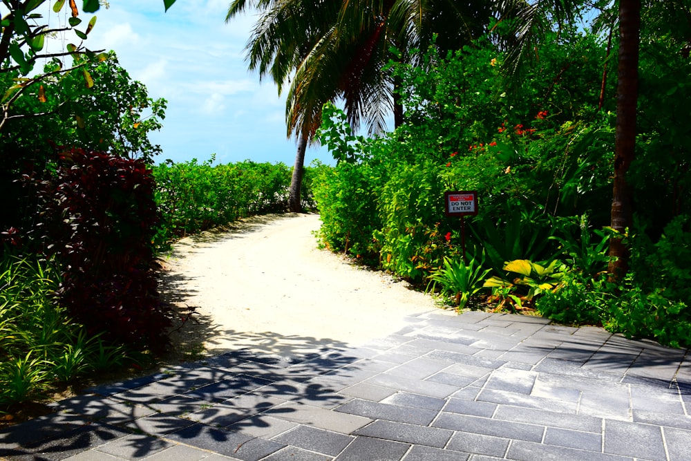 a path in the middle of a tropical garden