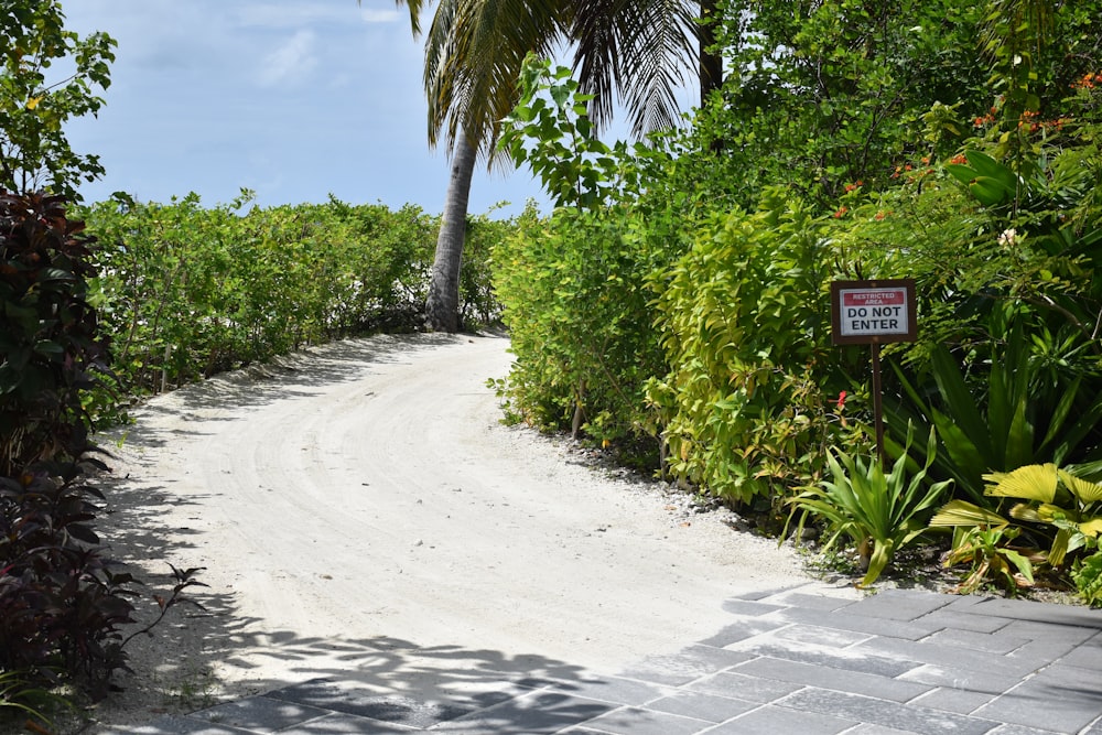 a dirt road surrounded by trees and bushes