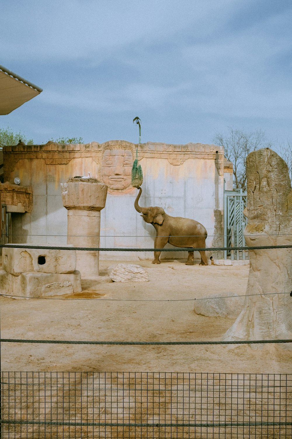 un elefante parado en un área cercada