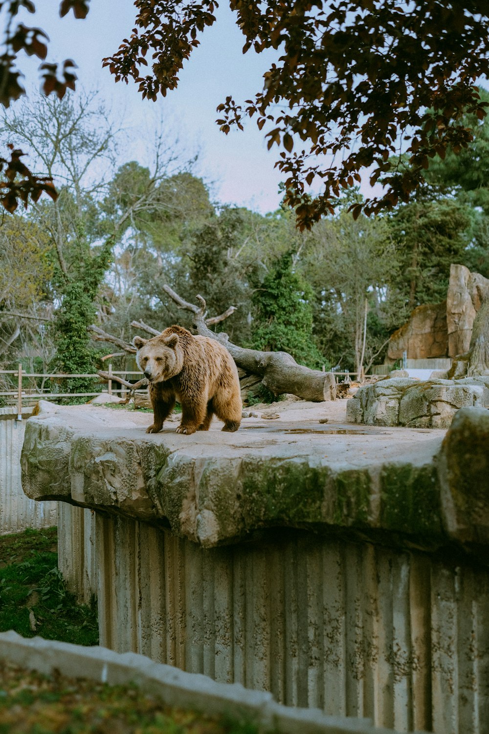 a large brown bear standing on top of a stone wall