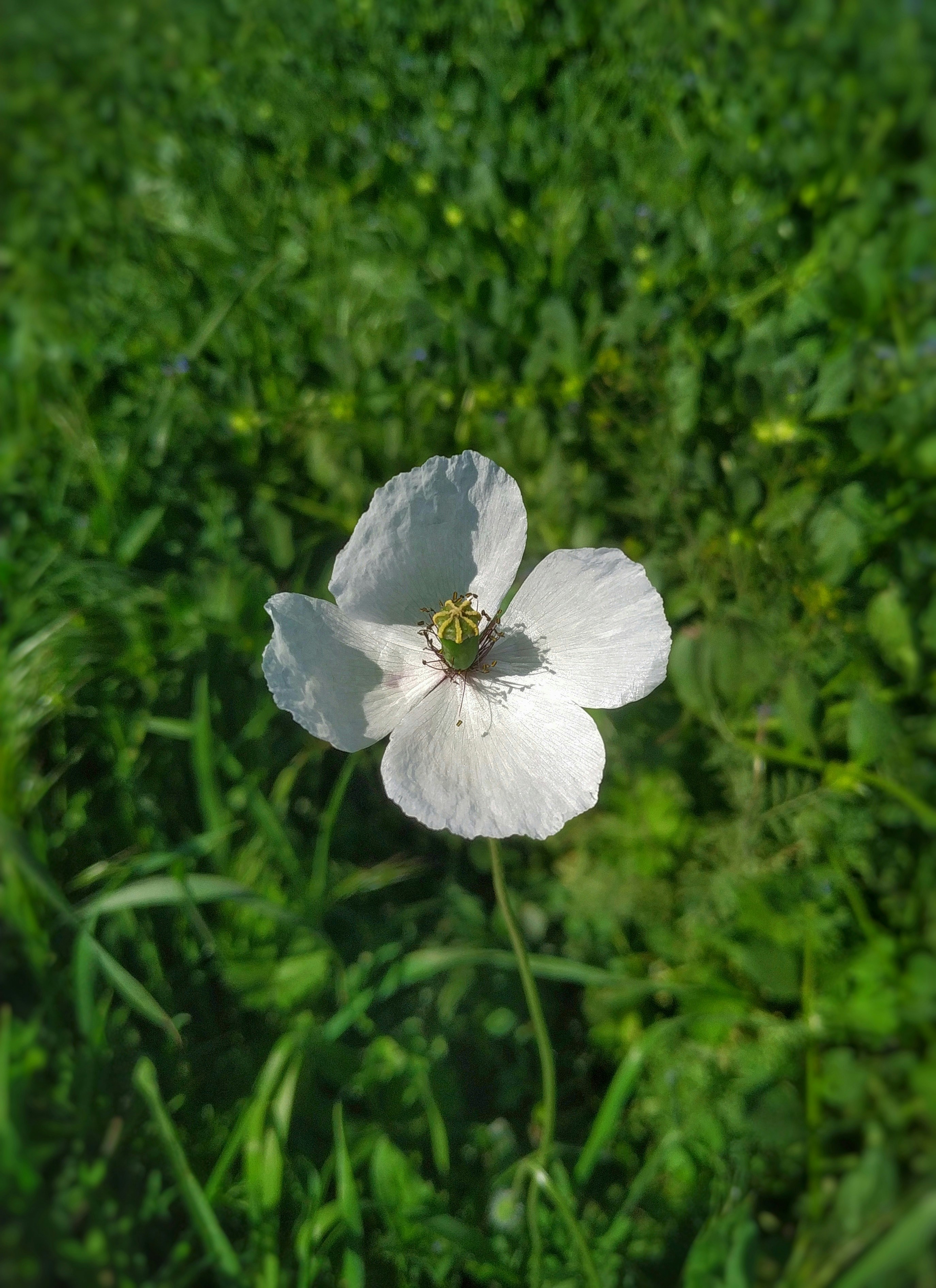 a white flower with a bug in the middle of it