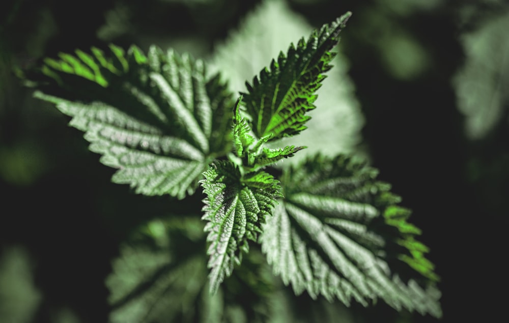 a close up of a green leaf on a plant