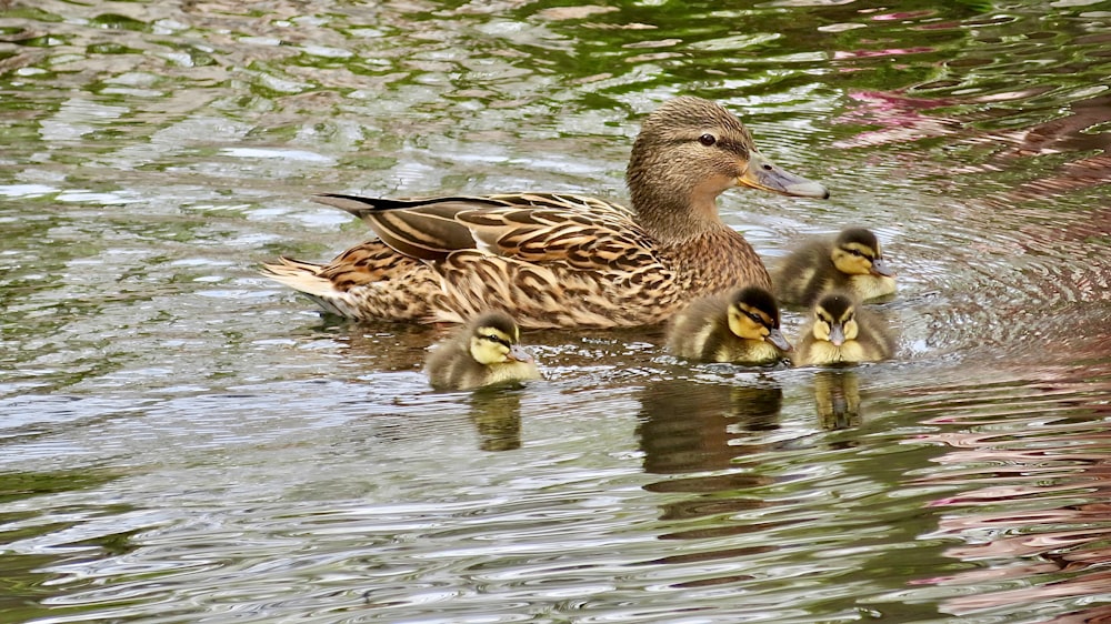 a mother duck with two baby ducks in the water