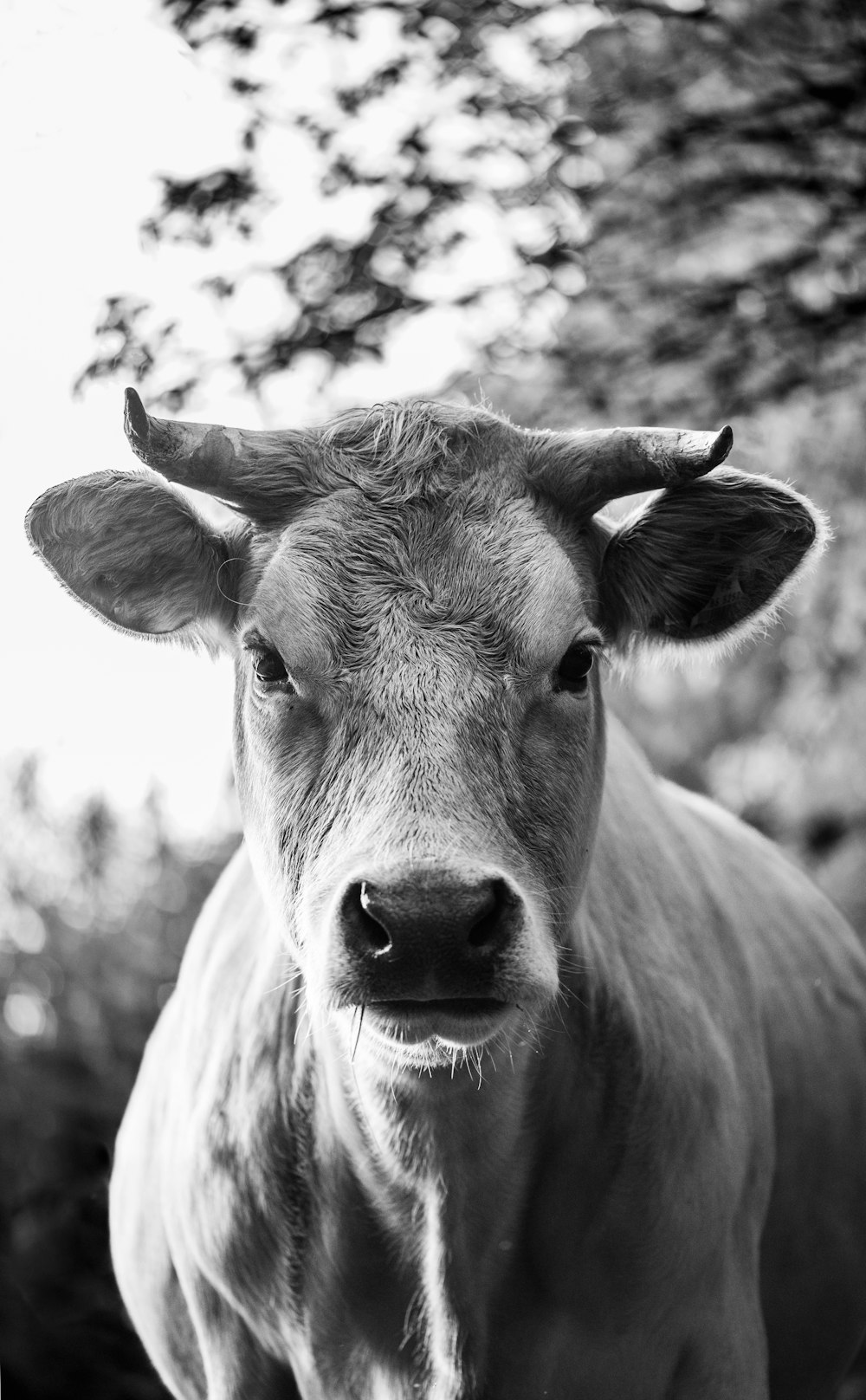 a black and white photo of a cow looking at the camera