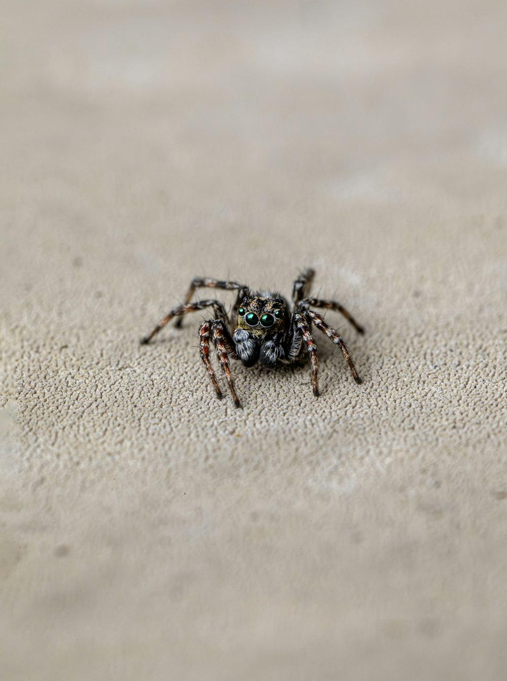 a black and brown spider sitting on top of a white floor