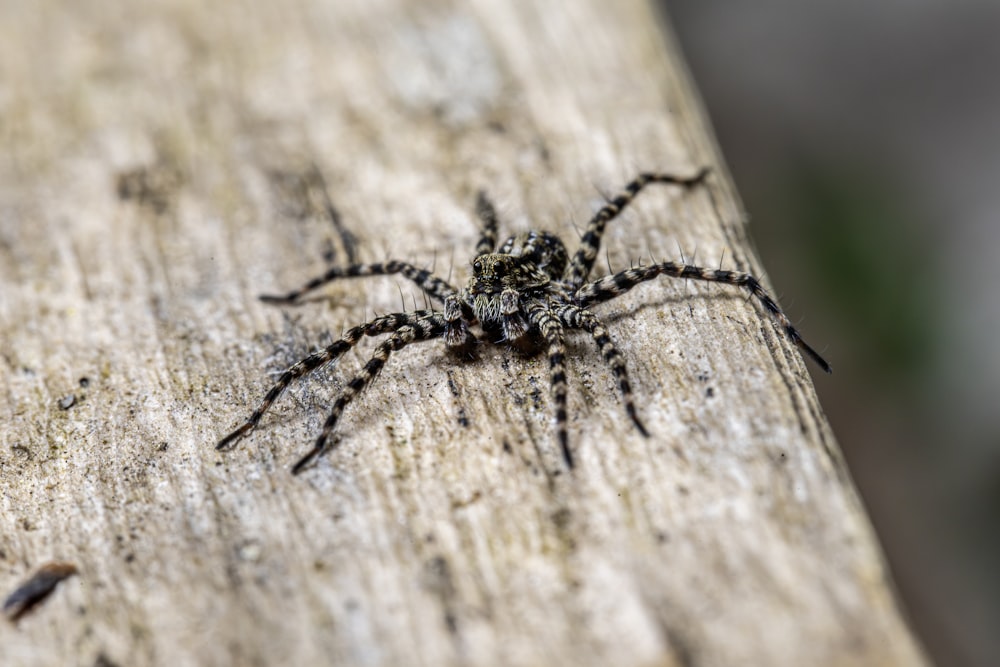 a close up of a spider on a piece of wood