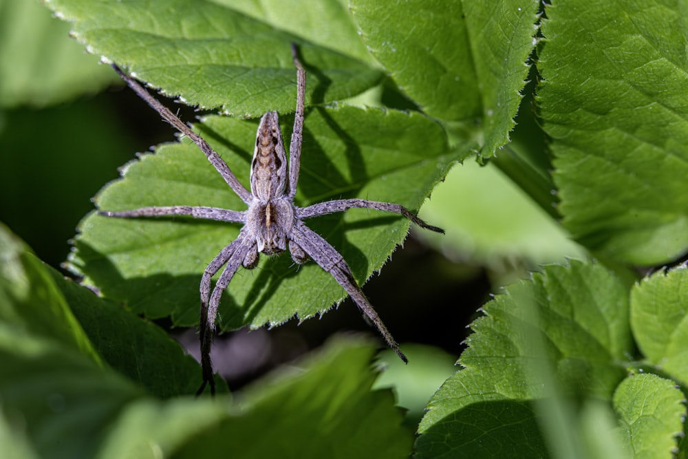 a purple spider sitting on top of a green leaf