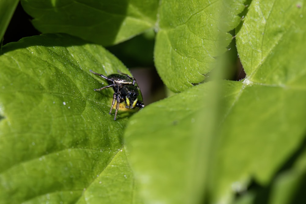 a black and yellow insect sitting on a green leaf