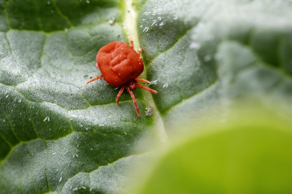 a red bug sitting on top of a green leaf