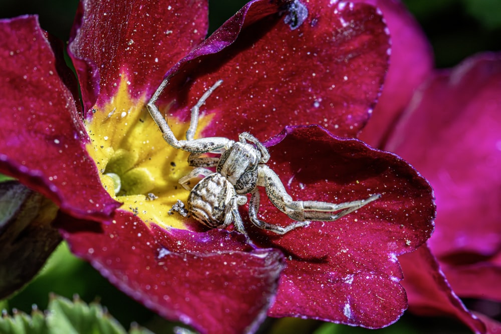 a spider sitting on top of a red flower