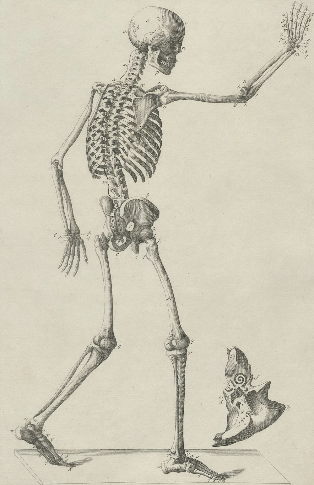 a drawing of a skeleton and a bird