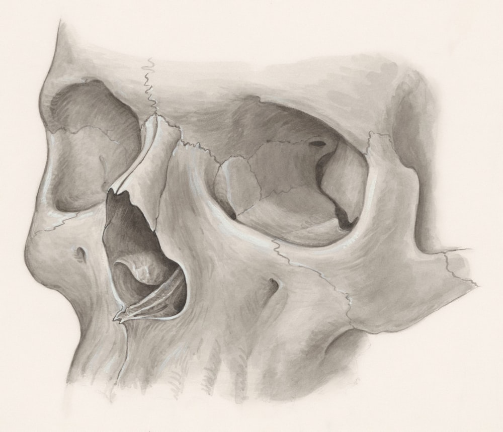 a drawing of a human skull