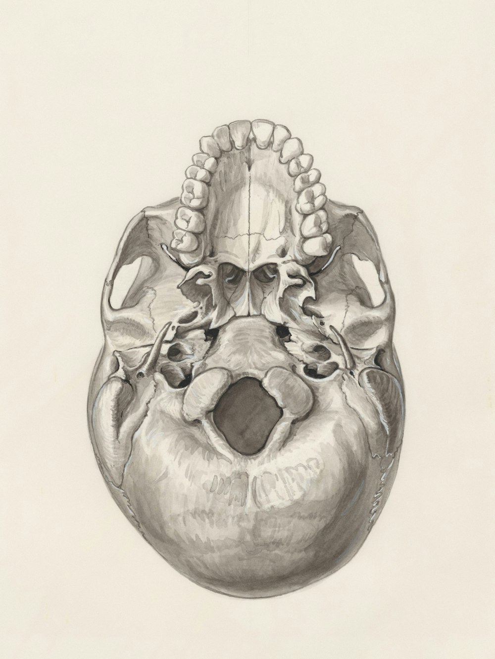 a drawing of a human head with a skull on it