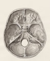 a drawing of a human brain