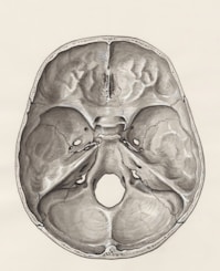 a drawing of a human brain