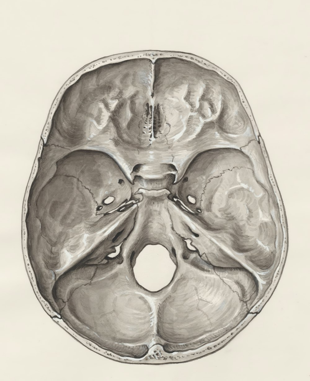 a drawing of a human brain