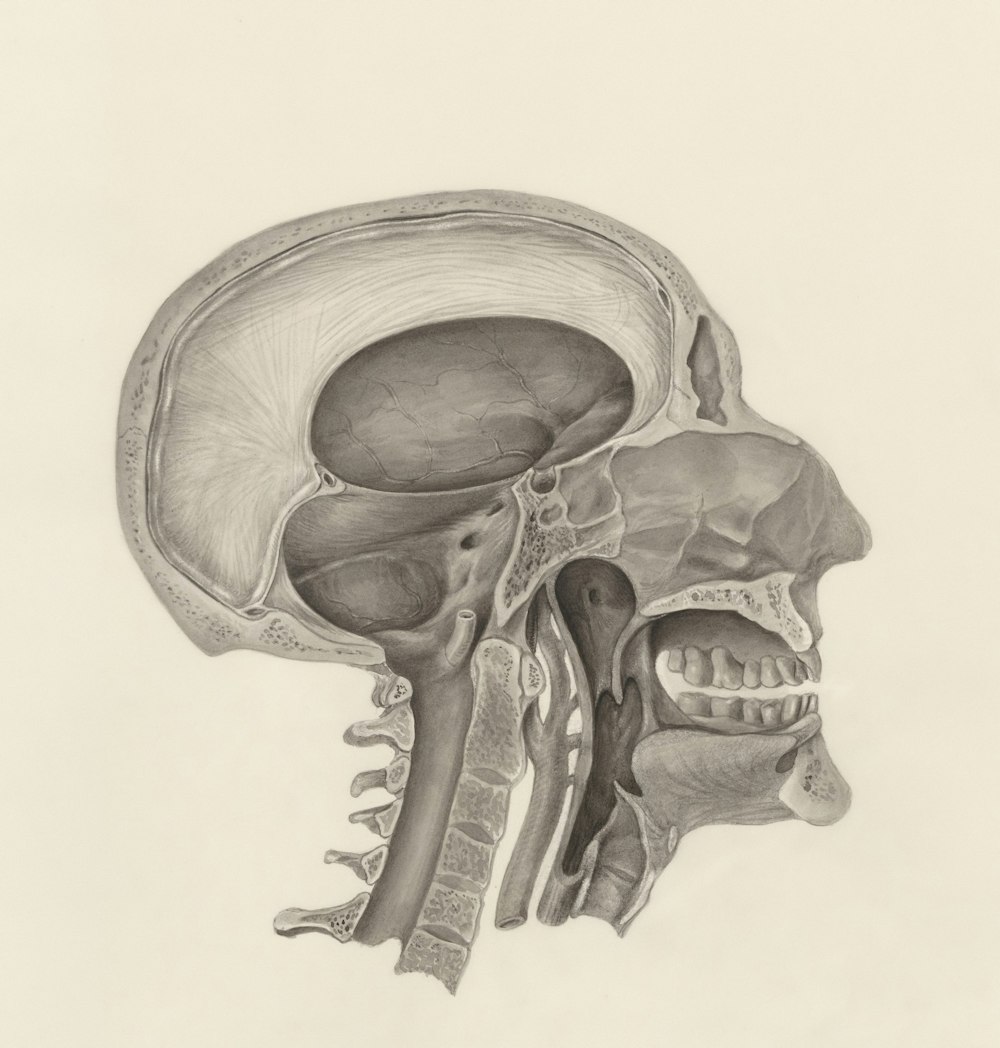 a drawing of a human head and neck
