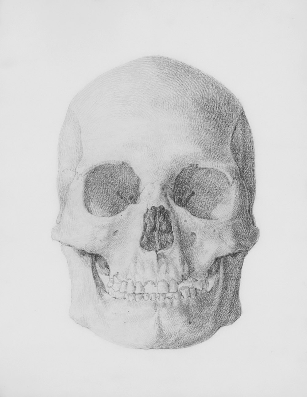 a pencil drawing of a human skull