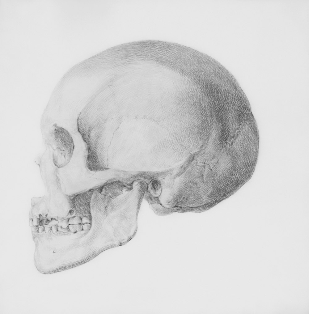 a drawing of a human skull on a white background