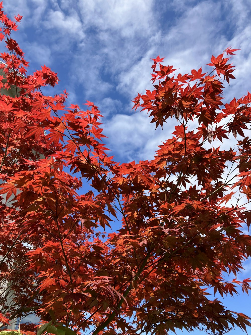 a tree with red leaves in front of a blue sky
