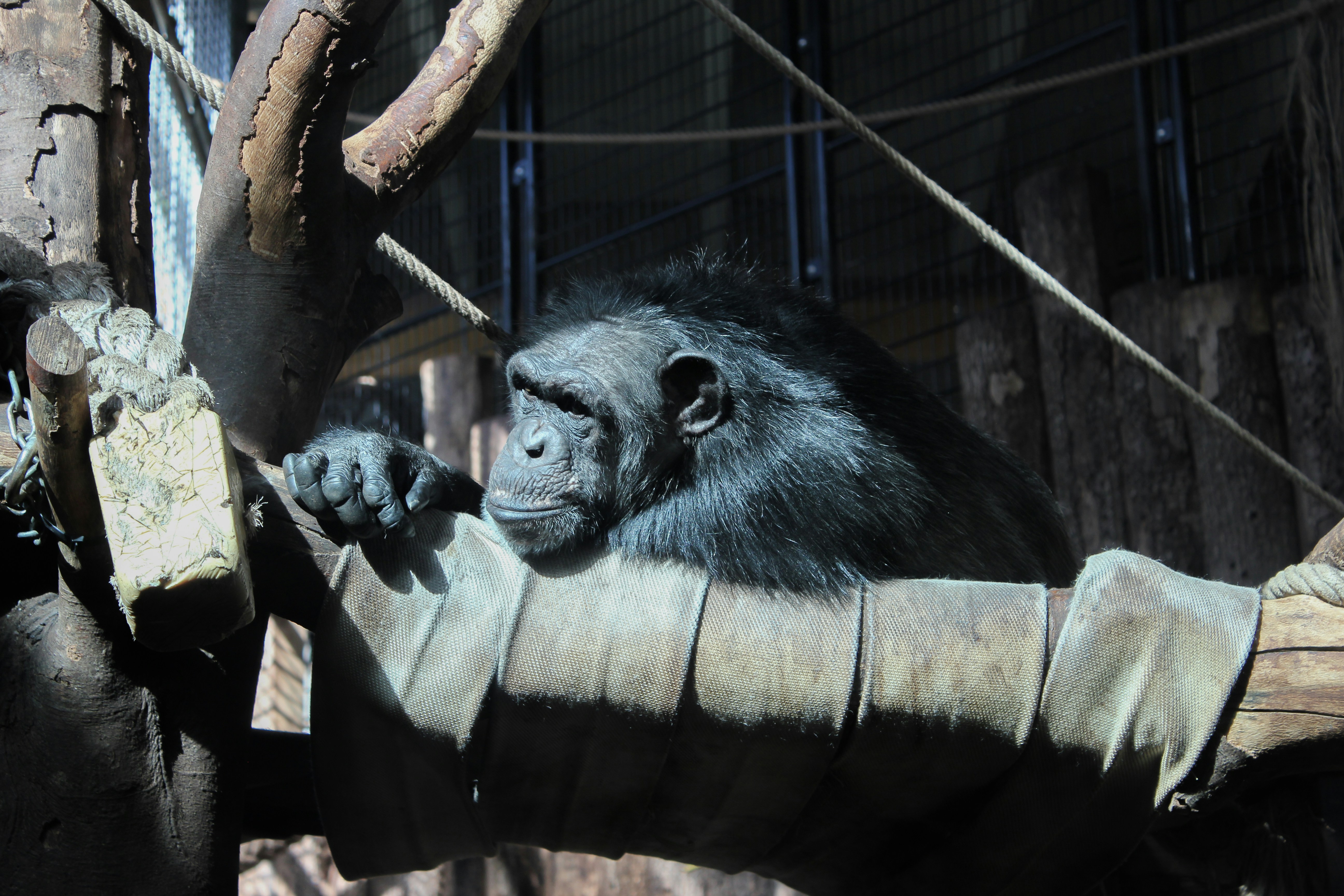 a chimpan sitting on top of a tree branch