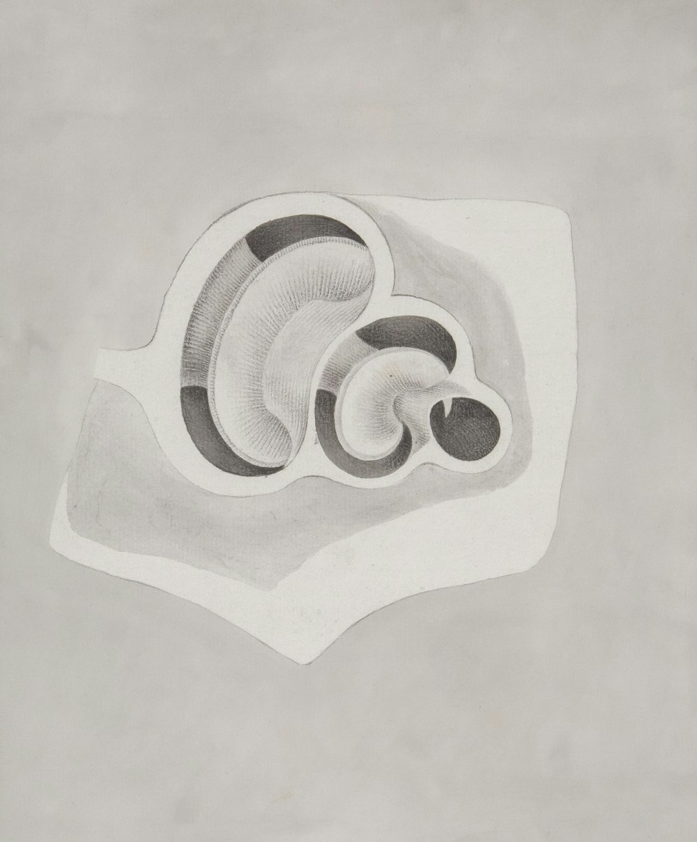 a black and white drawing of a shell