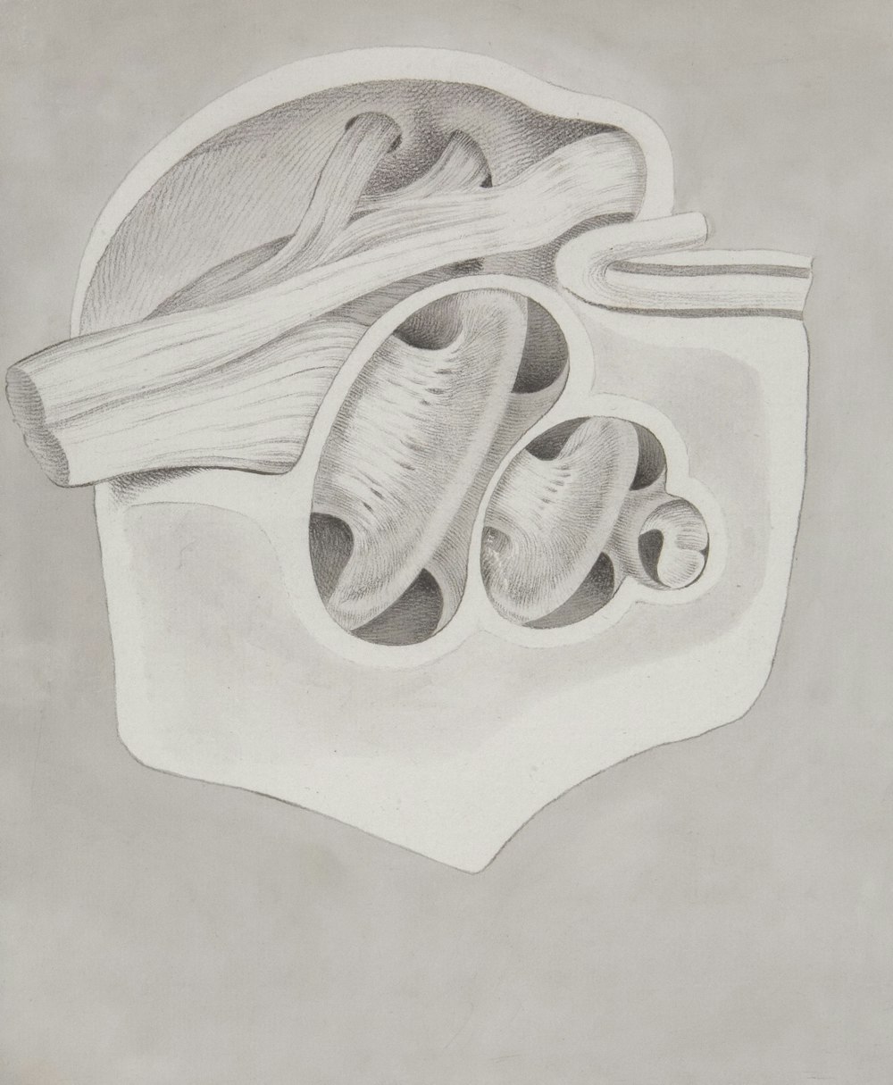 a drawing of the inside of a human body