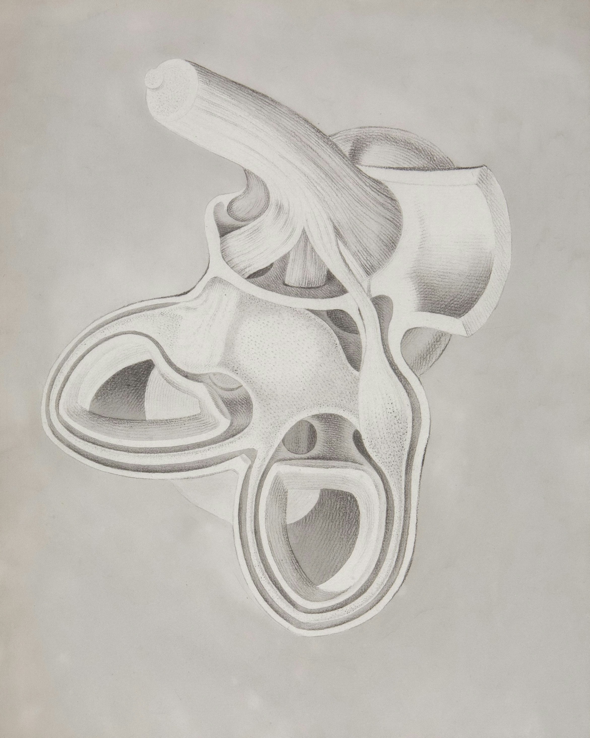 a drawing of a human head and neck