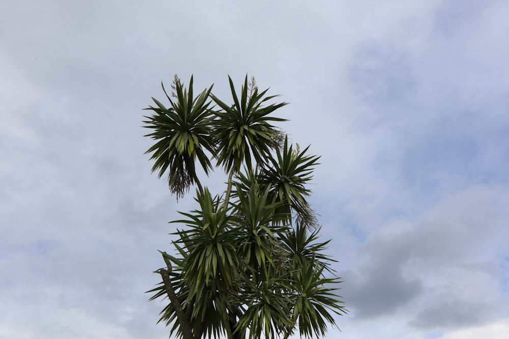 a palm tree with a cloudy sky in the background