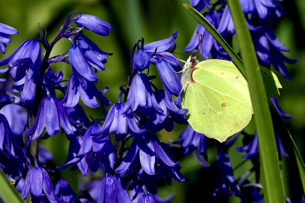 a yellow butterfly sitting on a purple flower