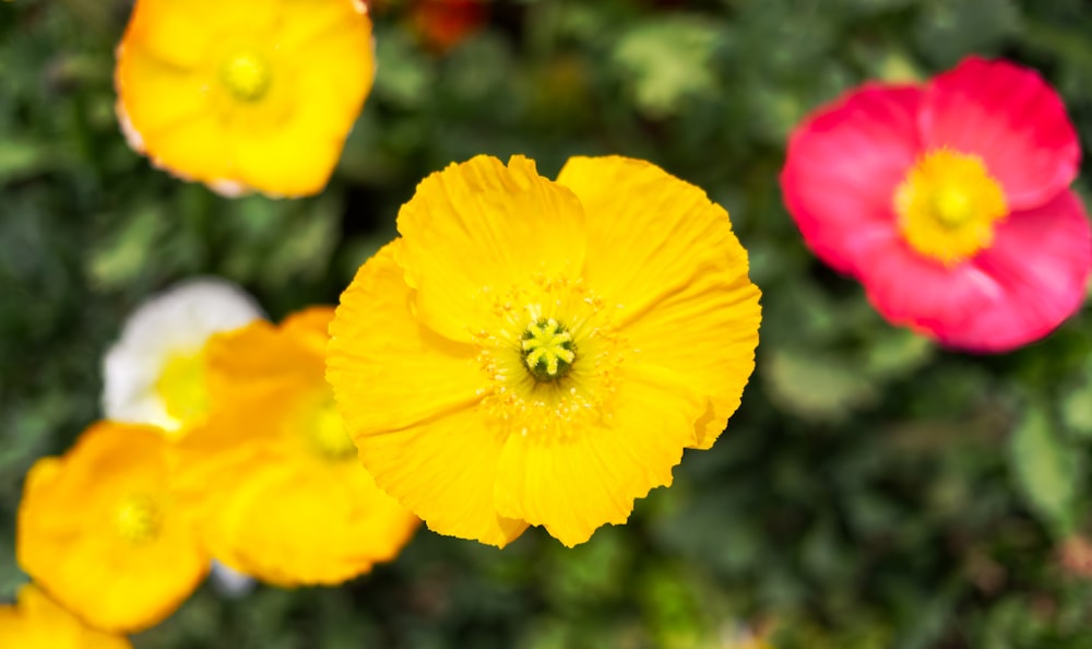 a bunch of flowers that are in the grass