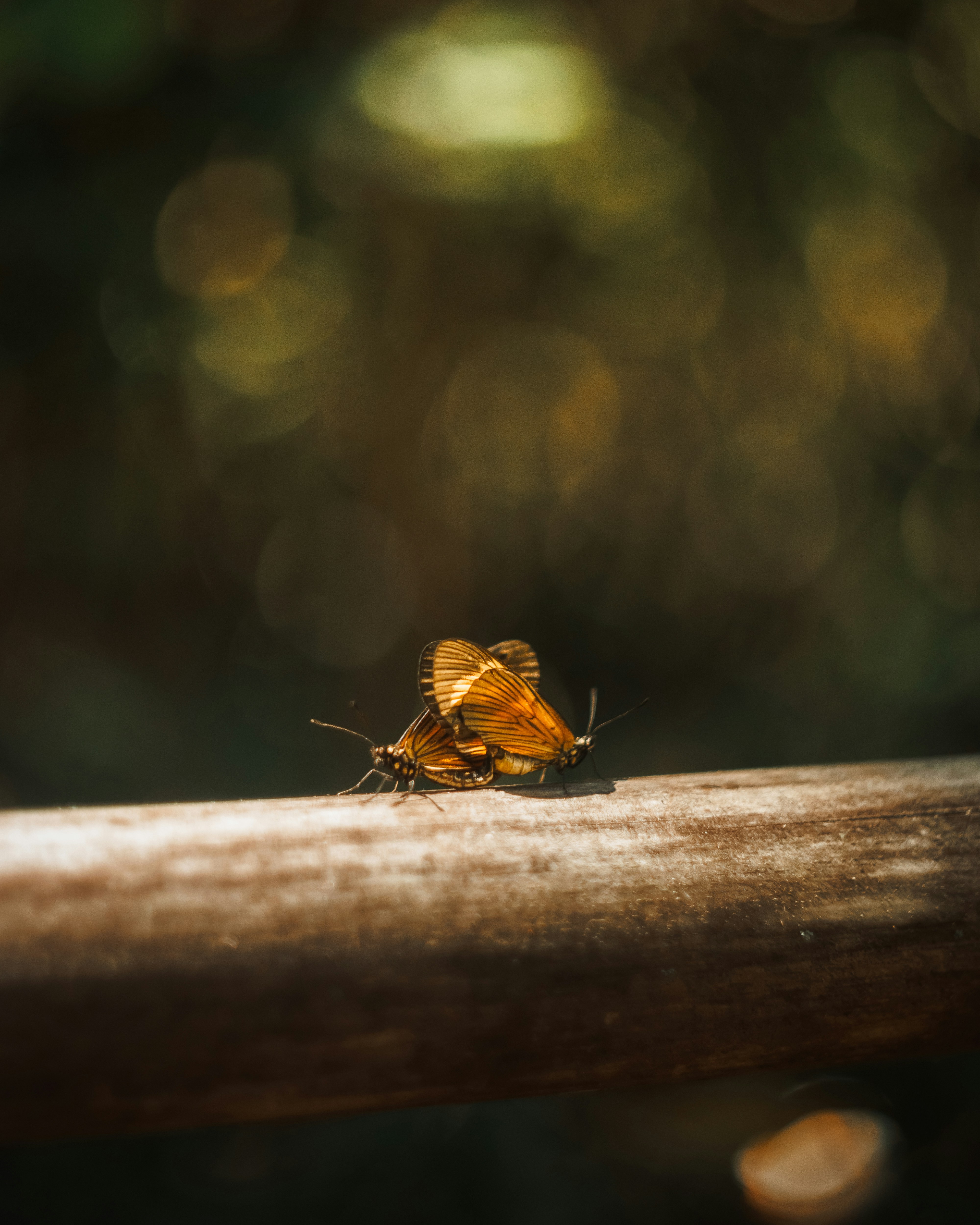 Photo by lucasdalamartaphoto