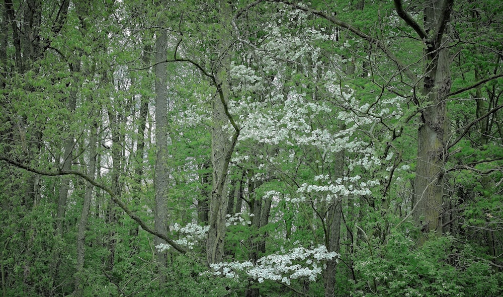 a forest filled with lots of trees covered in white flowers