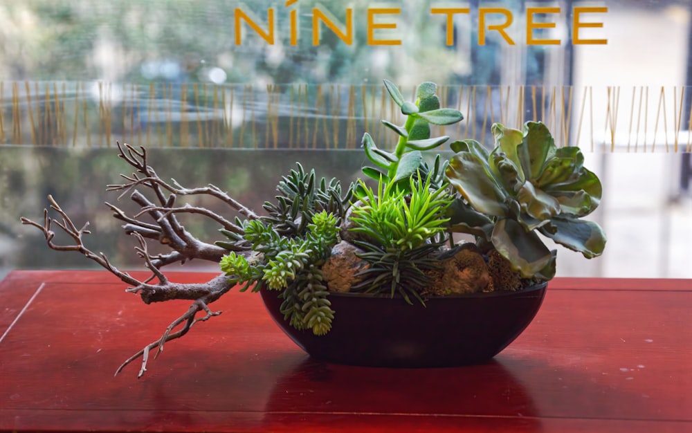 a red table topped with a bowl filled with plants