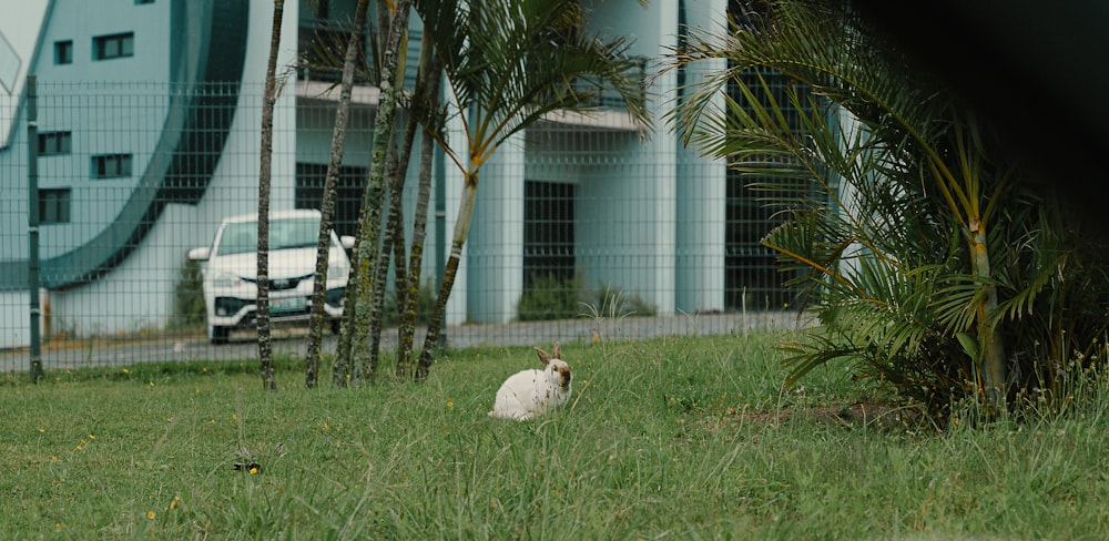 a white rabbit sitting in the grass next to a building