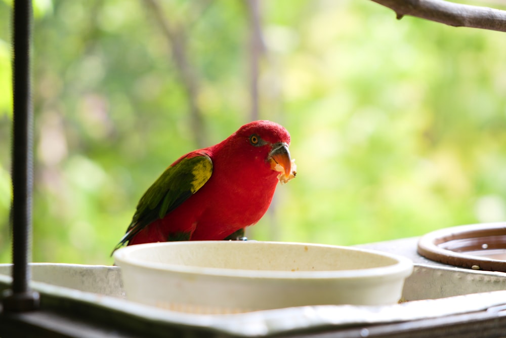 a red and green bird sitting on top of a bowl