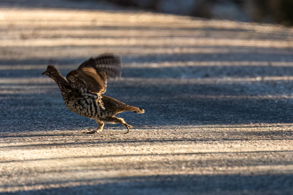 a bird that is standing in the street